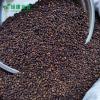 LvKang Spice: Bulk Premium Black Peppercorns - Hainan - front/product.image 5