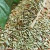 LvKang Spice: Bulk Premium Fennel Seeds - Gansu - front/product.image 5